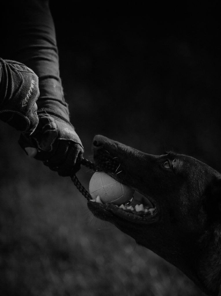 Handler and Belgian Malinois in a focused training exercise