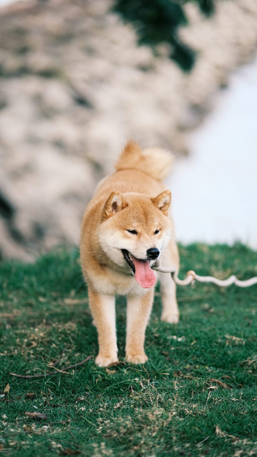 A dog straining forward on its leash